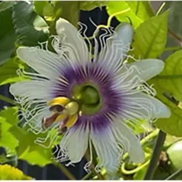 thumbnail for publication: Estimación de costos de producción de maracuyá morada en sur de Florida